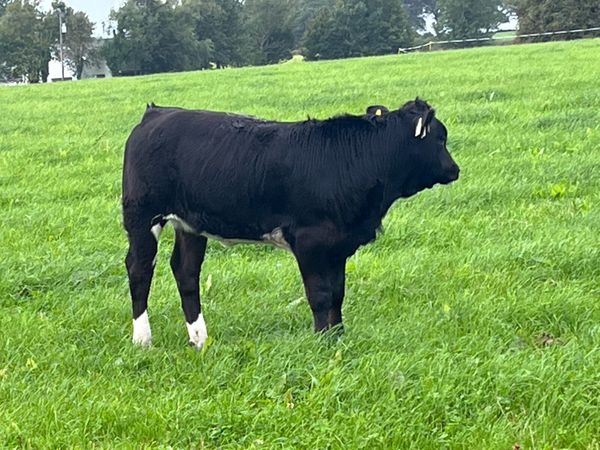 Organic Weanling Heifer - Main image