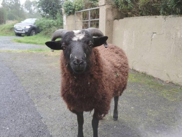 Galway, Zwartbles & Shetland lambs - Main image