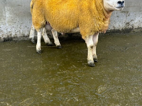 Texel Ram Lambs - Main image