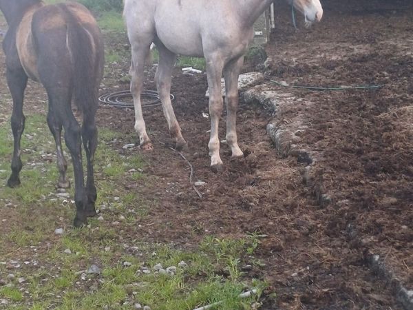 RID Colt foal - Main image