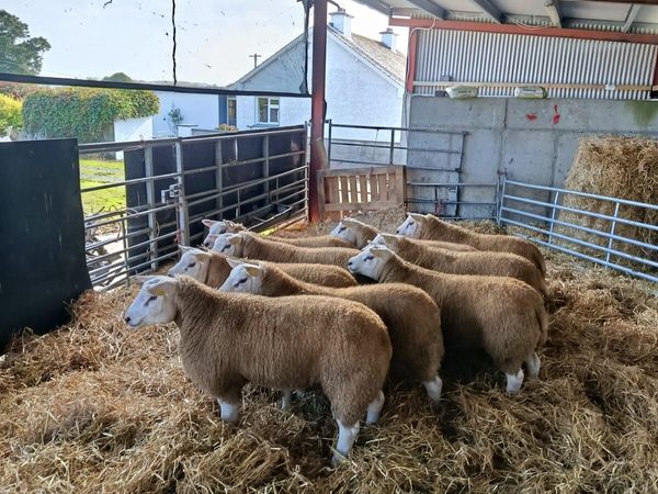 Texel ram lambs - Main image