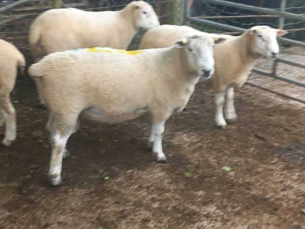 Tefrom - New Zealand Maternal Rams - Main image