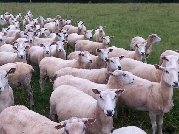 Tefrom - New Zealand Maternal Rams - Main image