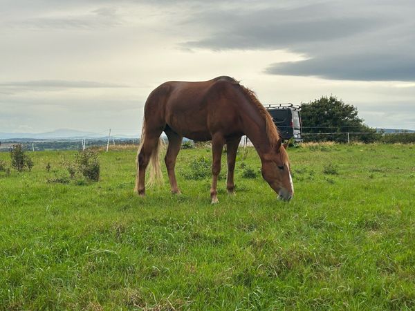 2 connenara geldings - Main image
