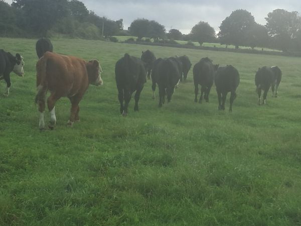 Angus and hereford - Main image