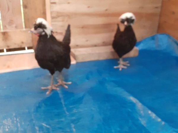 Hens , roosters , guineas , Chinese geese , runner - Main image