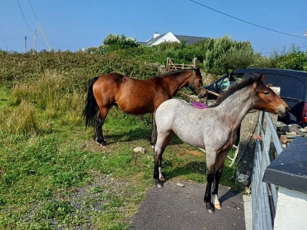 Registered Connemara Colt Foal - Main image