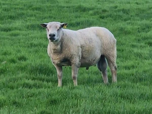Charolais Ram - Main image