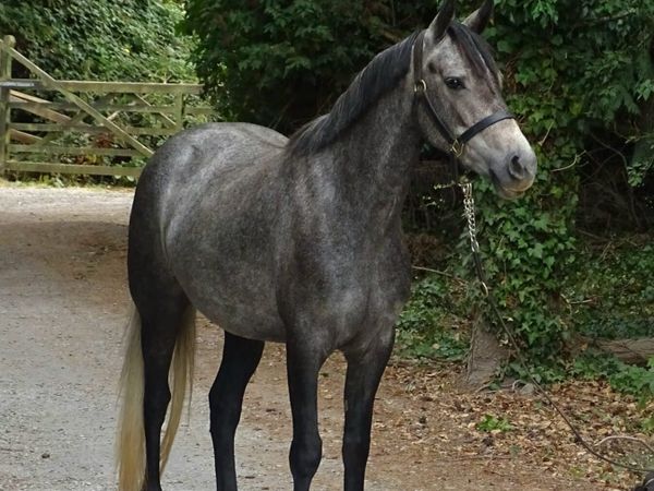 Connemara mare - Main image