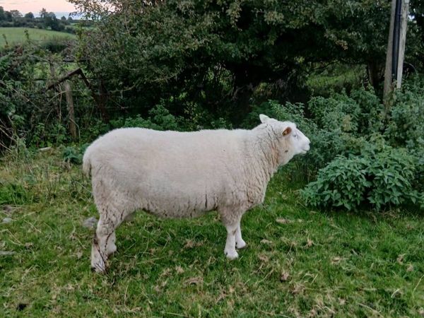 PB Galway Ram - Main image