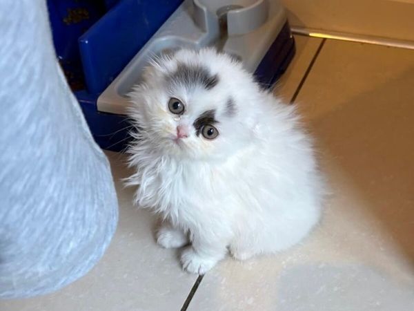 Scottish kitten - Main image