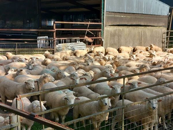Tefrom New Zealand maternal sheep - Main image