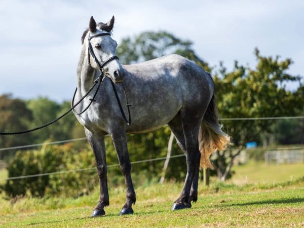 I love you melody 5 year old 148cm mare - Main image