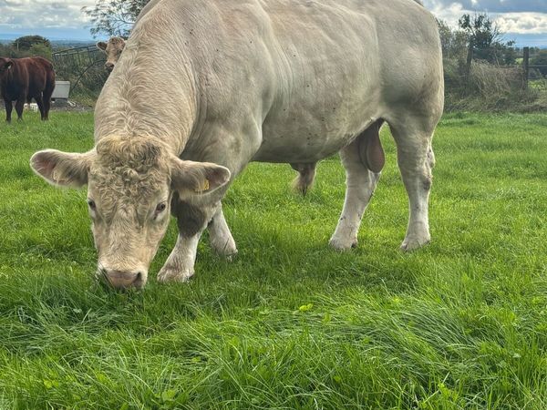Purebred Charolais Bull - Main image