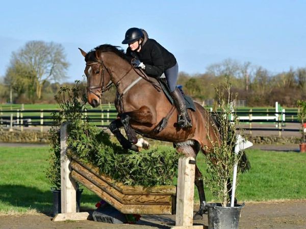 Fun, safe 5yo TIH mare 16.2hh - Main image