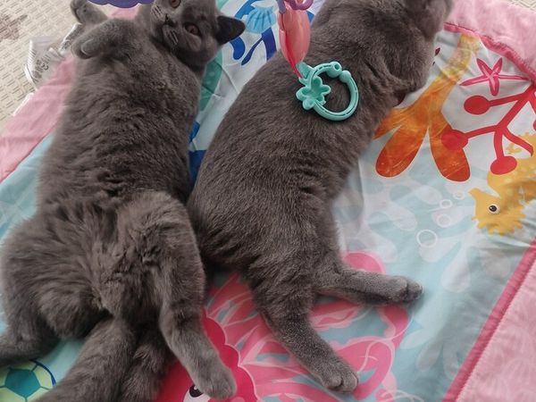 British short haired kittens. Pair. - Main image