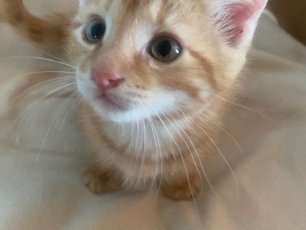 Kittens - Main image