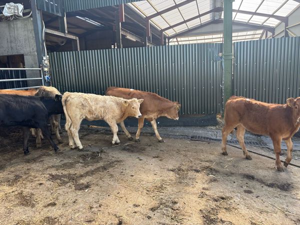 8 super suckler bred continental heifers - Main image