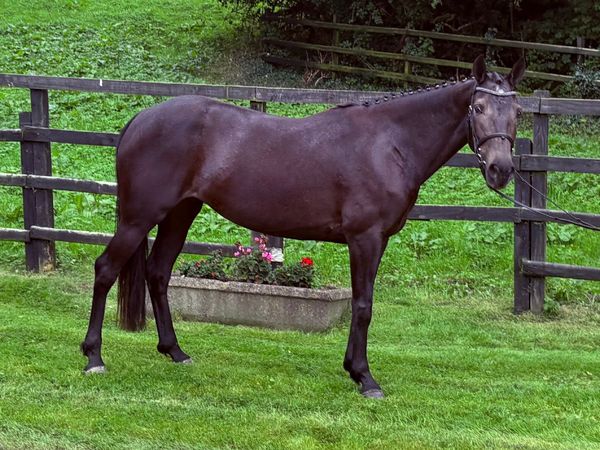 Pony - Main image