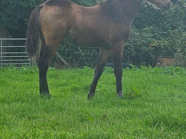 Connemara Colt foal - Main image