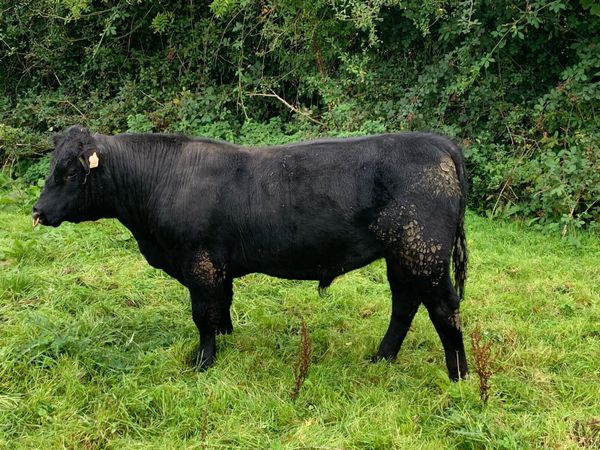 Pedigree Angus bull - Main image
