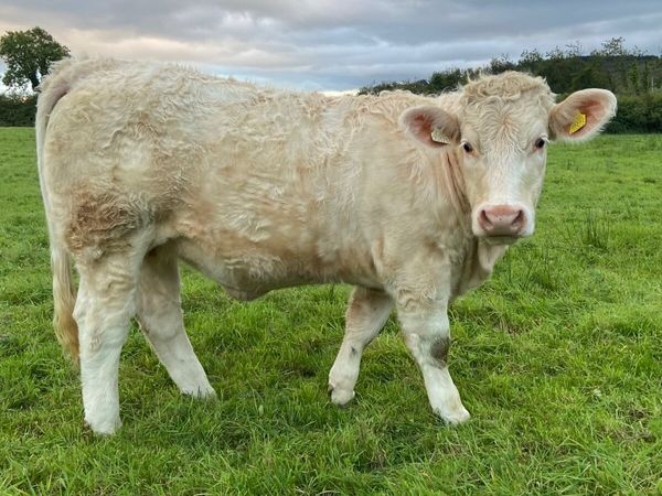 Quality CHX Heifers Mohill Mart Saturday 26th Sept - Main image