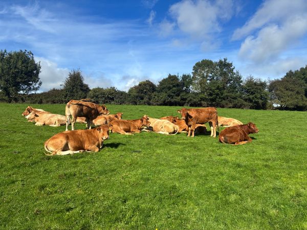 Synchronised in calf heifers - Main image