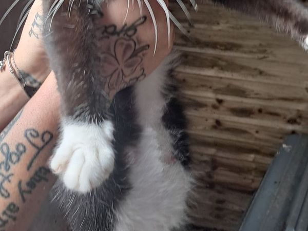 Cat - Main image
