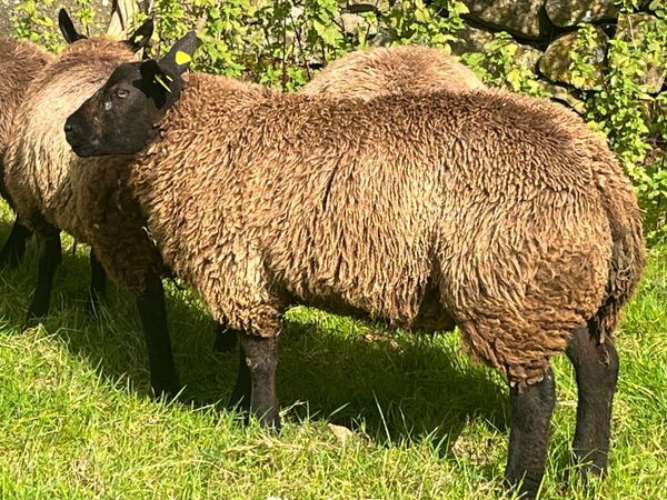 Blue Texel Ram Lambs - Main image