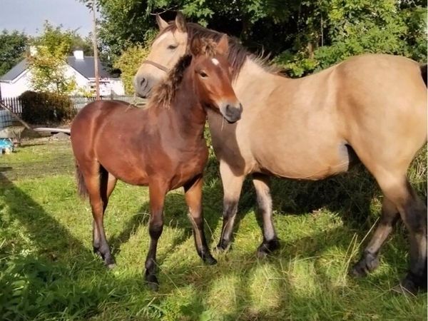 Quality Bay Colt Foal - Main image