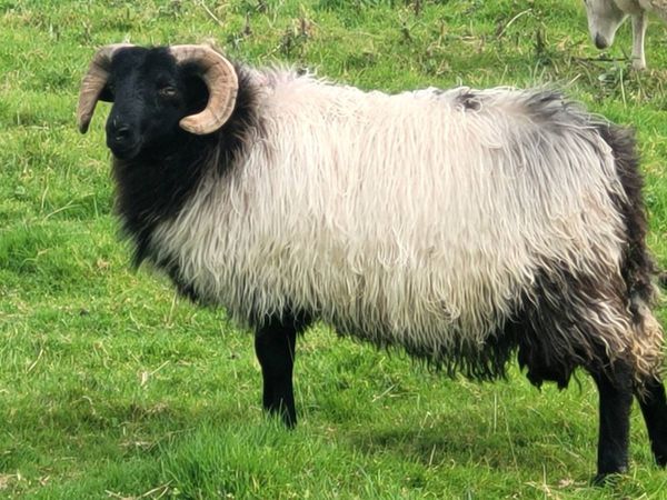 Mayo Blackface Ram Lambs and Hogget - Main image