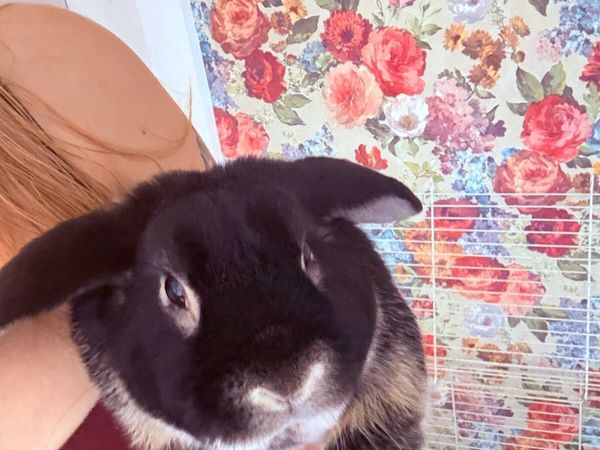 Rabbit and cage - Main image