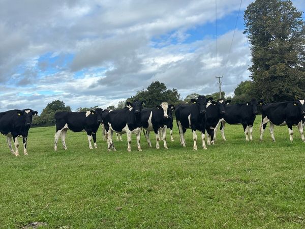 25 spring calving heifers for sale - Main image