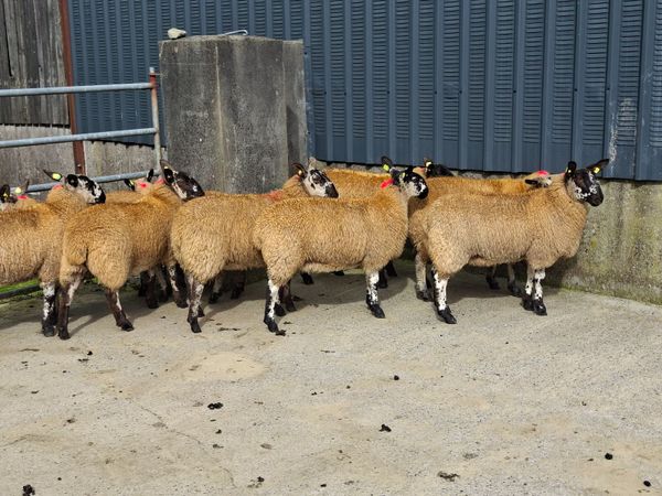 9 Breeding Ewe Lambs - Main image