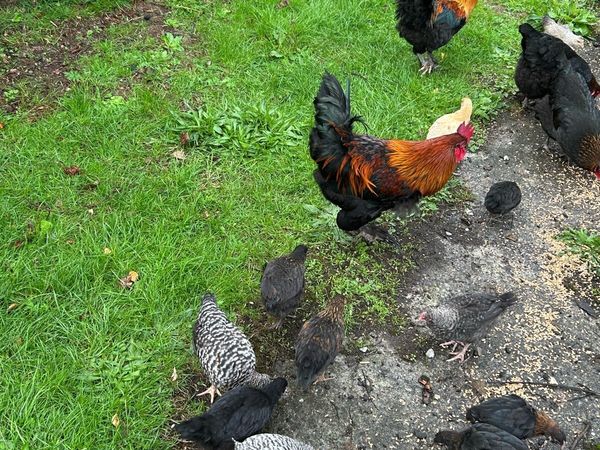 French Copper Marans - Main image