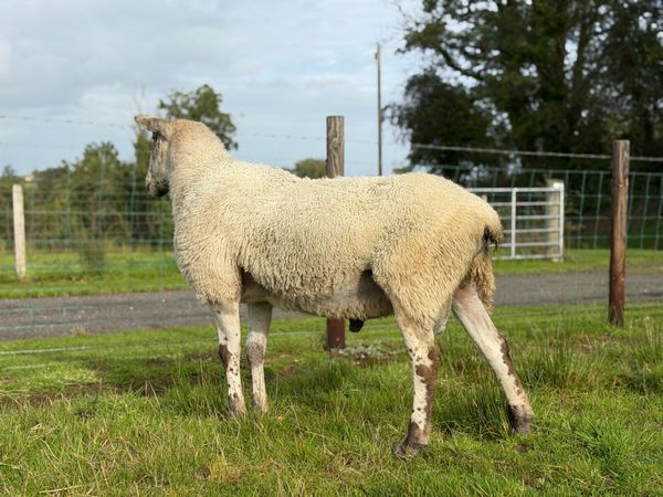 Blue Faced leister Ram - Main image