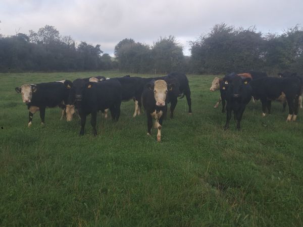Weanling heifers - Main image