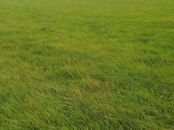 Grass for baling - Main image