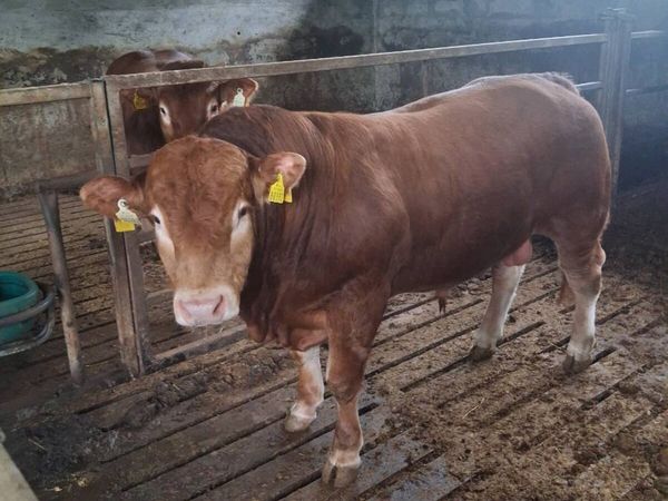 SUPER PEDIGREE LIMOUSIN BULL - Main image