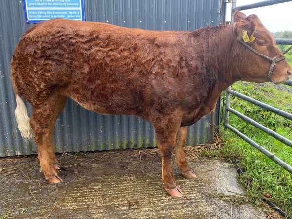 Belgian blue AI breed heifer - Main image