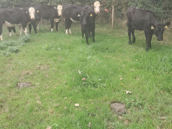 Weanling heifers - Main image