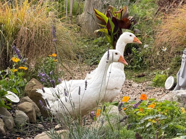 Geese - Main image