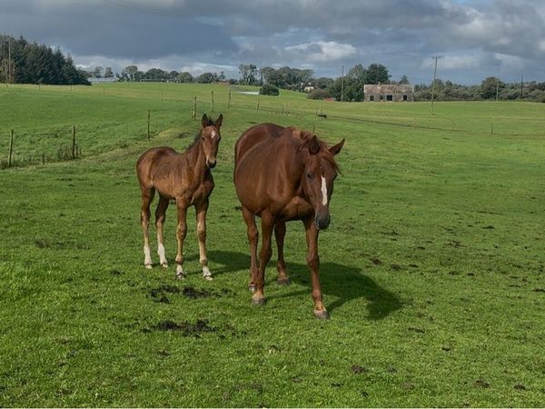Beachball broodmare with foal - Main image