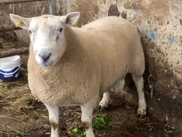 🔥 Texel cross ram 🔥 - Main image