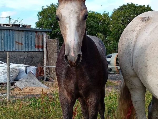 Derryveeney Cruise Colt Foal - Main image