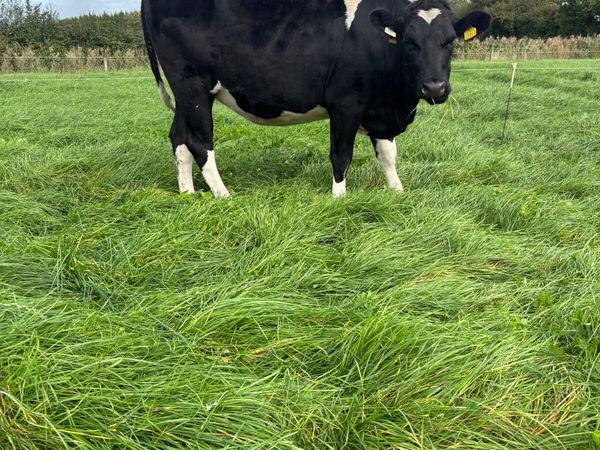 Incalf heifers - Main image