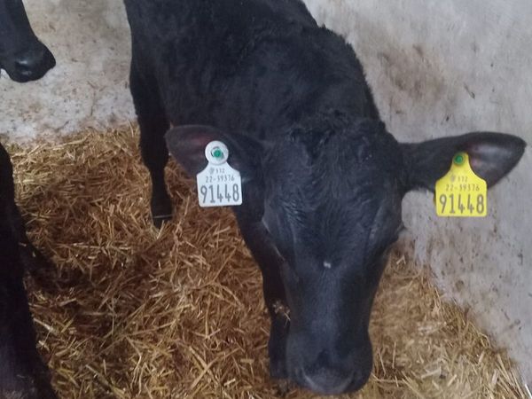 AA Calf - Main image