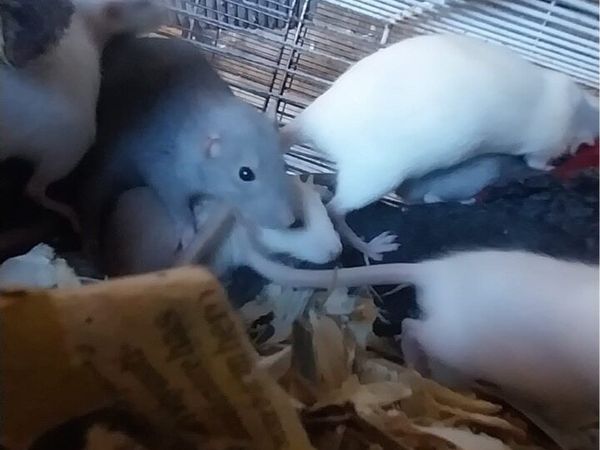 Pet baby rats - Main image