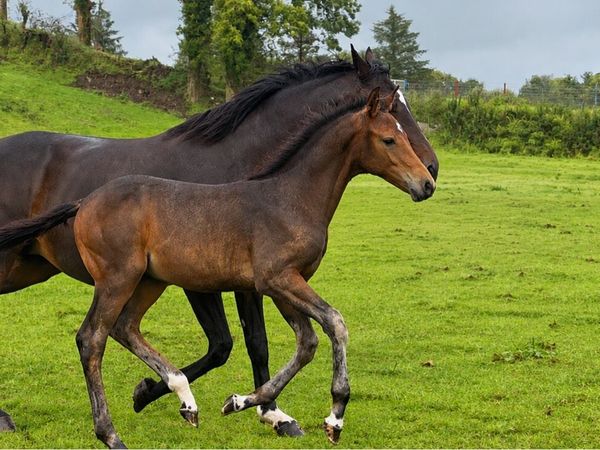 Kings Cornet Broodmare with foal - Main image