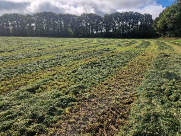 Silage bale's - Main image